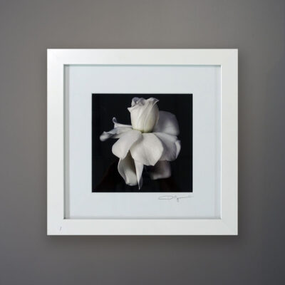 debi-shapiro-photography-gardenia-1