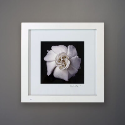 debi-shapiro-photography-gardenia-2