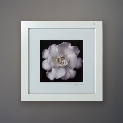 debi-shapiro-photography-gardenia-3