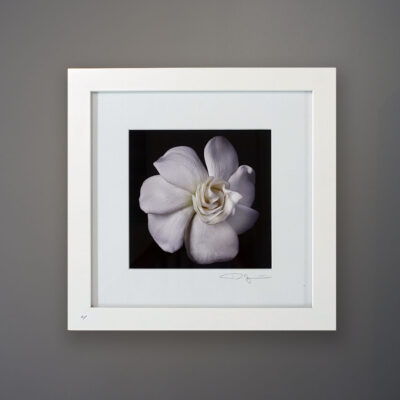 debi-shapiro-photography-gardenia-4