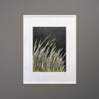 moya-aiken-smaller-grasses-framed-22x31-A