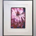 Shonna Valeska Tree Peony Signed Print 27 x 32-1