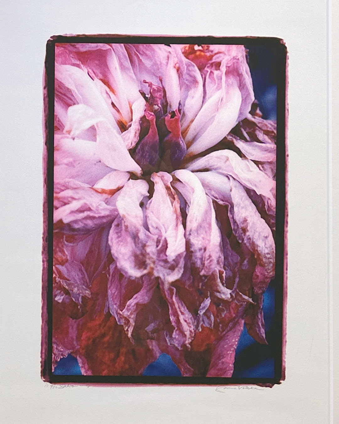 Shonna Valeska Tree Peony Signed Print 27 x 32-4
