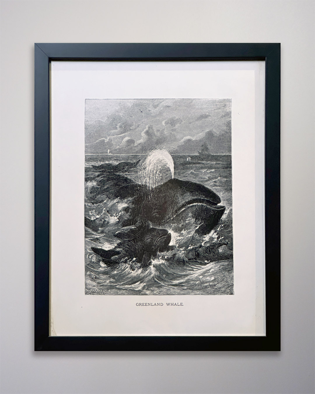 25-164MM Greenland Whale Engraving Print Greenland Whale Engraving Print