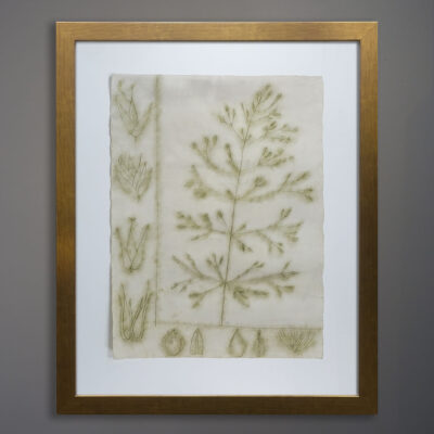 emily-hixon-original-1970s-drawing-botanical